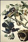 John James Audubon Wood Duck painting